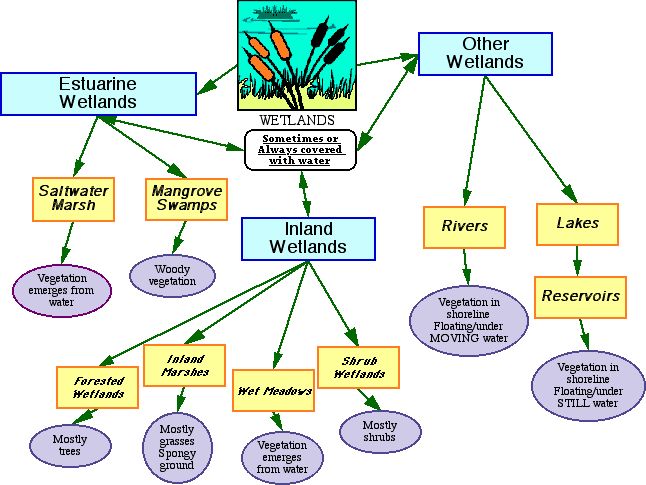 wetlands.jpg